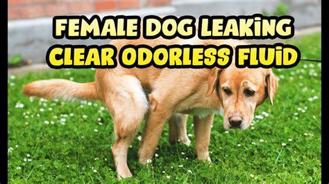 why is my dog leaking fluid|Female Dog Leaks Clear Fluid